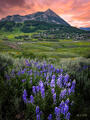 Spring Lupines At Crested Butte (2024)