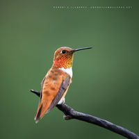 Summers Last Fling (2016)