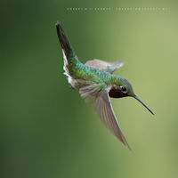 Visual Rhythm (2016)