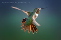 Rise And Shine (2016)