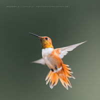 Morning Glory (2016)