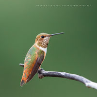 Brush Strokes Of Nature (2016)