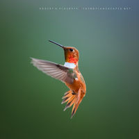 Rufous In Detail (2016)