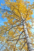 Capitan Aspen Vertical (2016)