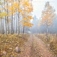 Leisurely Walks (2016)