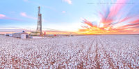 Tall Cotton