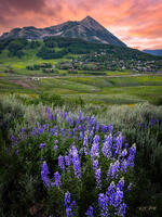 Spring Lupines At Crested Butte (2024)