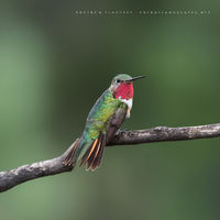 Center Of Attention (2016)